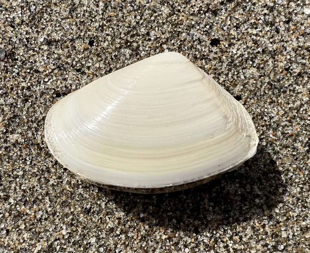 Paphies