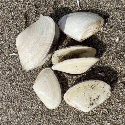 Southern Tuatua