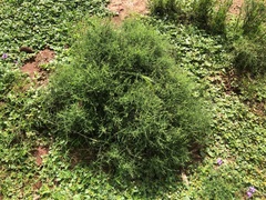 Maireana microphylla