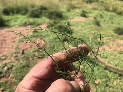 Maireana microphylla