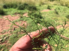 Maireana microphylla