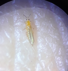 Thripinae