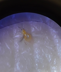 Thripinae