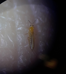 Thripinae