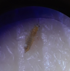 Thripinae