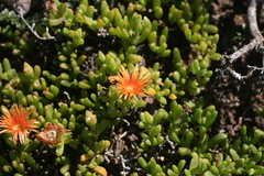 Malephora uitenhagensis