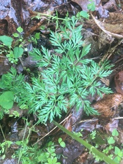 Thaspium pinnatifidum
