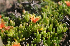 Malephora uitenhagensis