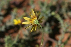 Osteospermum imbricatum