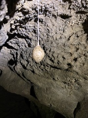 Spelungula cavernicola