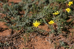 Osteospermum imbricatum