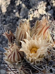 Pediocactus sileri