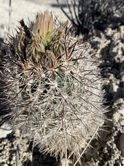 Pediocactus sileri