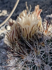 Pediocactus sileri
