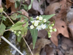 Ageratina paupercula