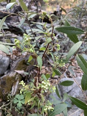 Ageratina paupercula