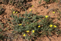 Osteospermum imbricatum