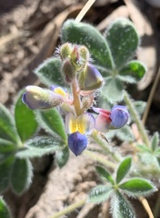 Lupinus huachucanus