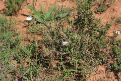 Lampranthus algoensis