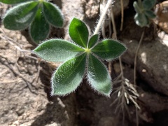Lupinus huachucanus