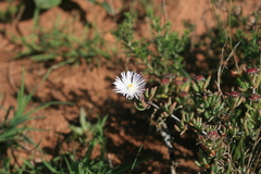 Lampranthus algoensis
