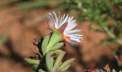 Lampranthus algoensis