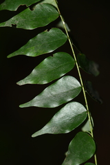 Rourea microphylla