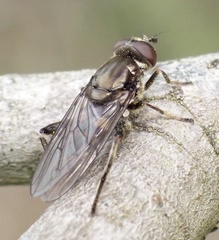 Chalcosyrphus nemorum