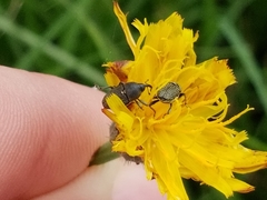 Odontocorynus