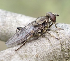 Chalcosyrphus nemorum