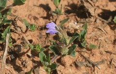 Blepharis integrifolia