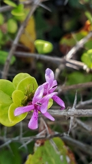 Oplonia spinosa