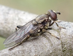 Chalcosyrphus nemorum
