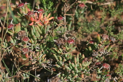 Lampranthus algoensis