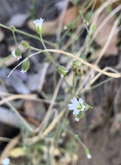 Cerastium texanum