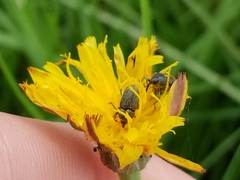 Odontocorynus