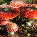 Eurasian Fly Agaric - Photo (c) Henry Figueroa, some rights reserved (CC BY-NC-SA)