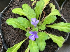 Ajuga pygmaea