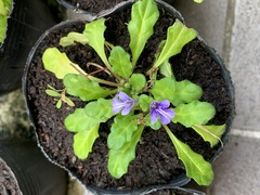 Ajuga pygmaea
