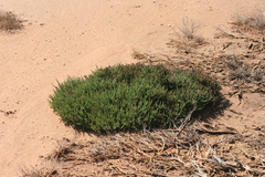 Salicornia meyeriana
