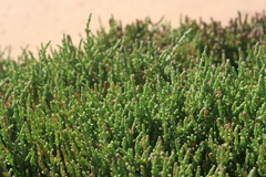 Salicornia meyeriana