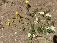 Vicia grandiflora