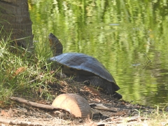 Trachemys grayi grayi