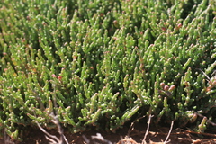 Salicornia meyeriana