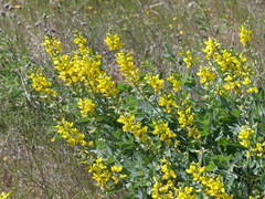 Sophoreae