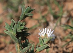 Trichodiadema orientale