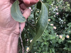 Acacia fasciculifera