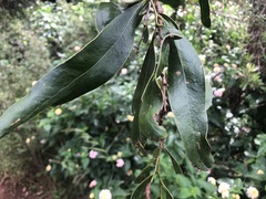 Acacia fasciculifera