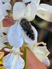 Acmaeodera hepburnii