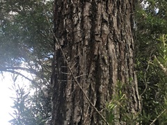 Acacia fasciculifera